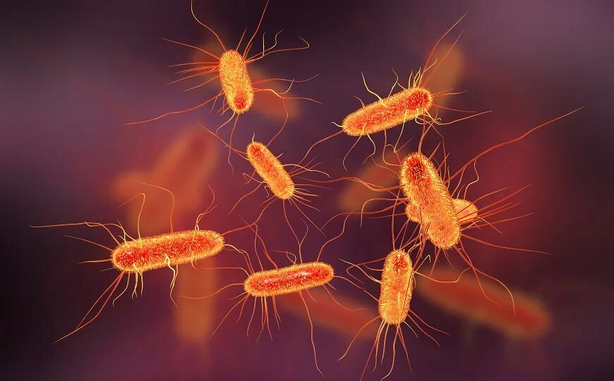 Бактерий кишечной палочки escherichia coli. Клетки бактерий escherichia coli. Эшерихия коли строение. Кишечная палочка эшерихиоз. Строение клетки туберкулезной палочки.