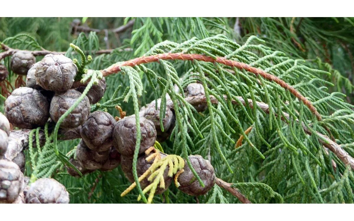 Кипарис вечнозеленый вар. Семечка кипариса. Семена кипариса. Кипарисовик семена. Шишки и семена кипариса.