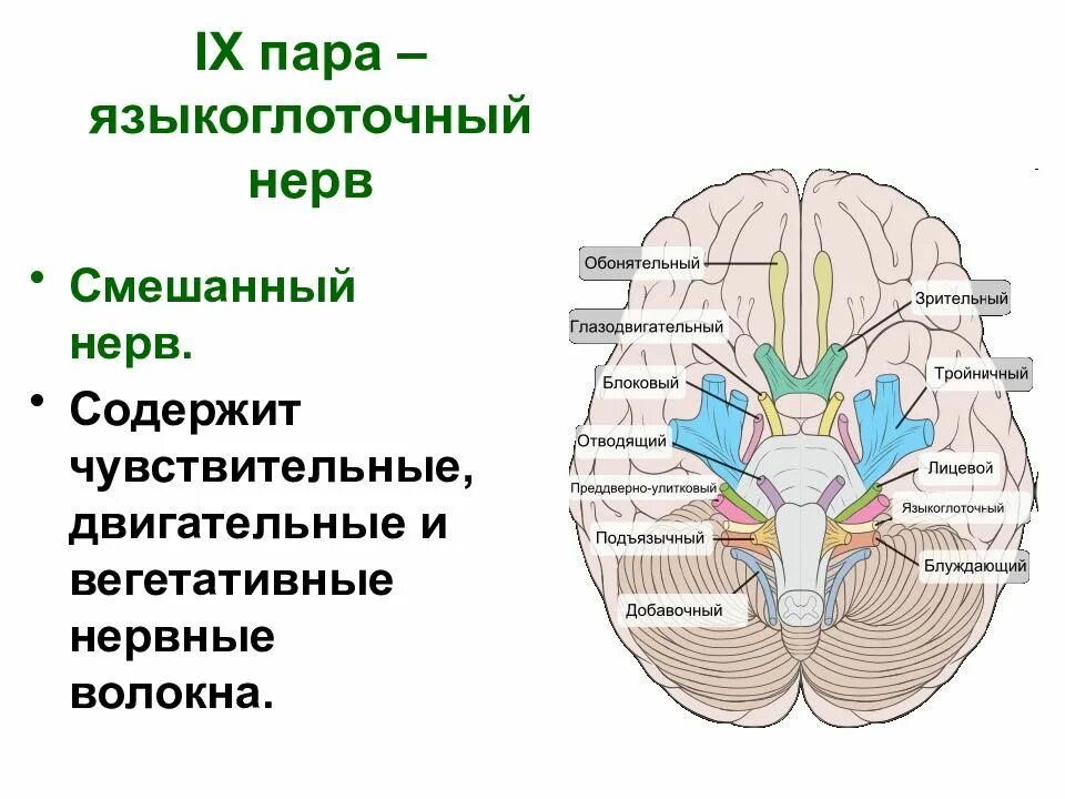 Функция смешанных нервов. 9 пара чмн языкоглоточный нерв. 9 пара черепных нервов схема. языкоглоточный нерв путь. 9 пара черепно мозговых нервов.