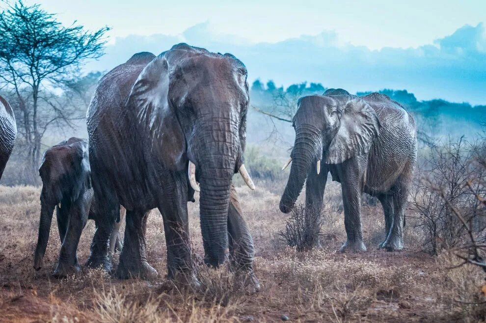 Elephants world. Всемирный день слонов 12 августа. Слоны на водопое. Семья слонов. Красивые фото слонов.