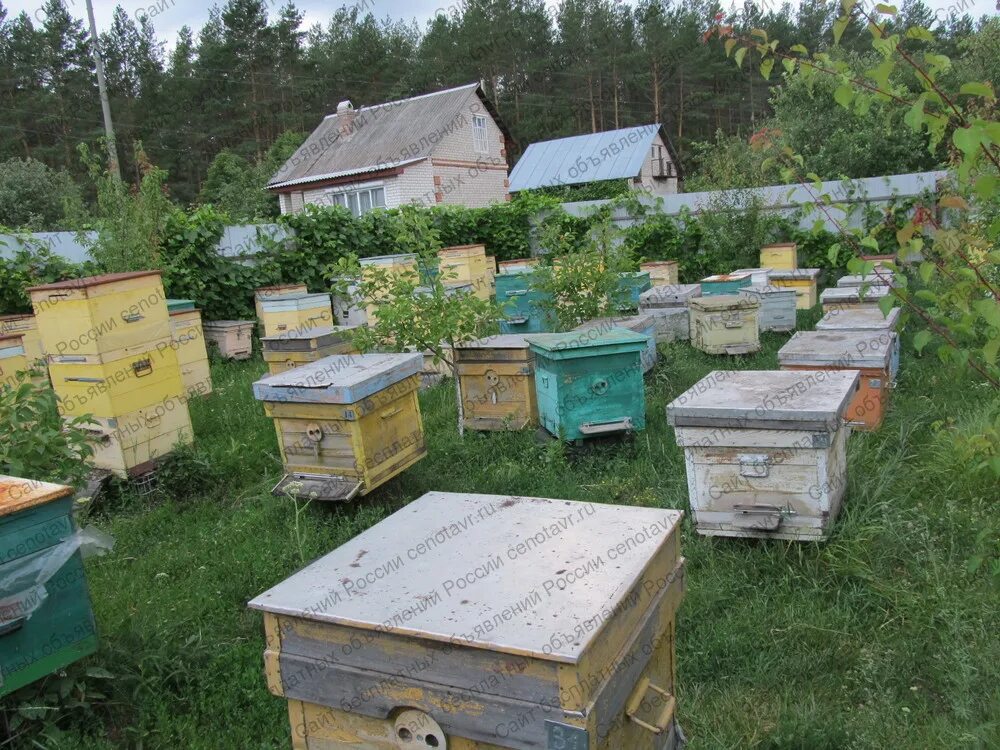Кто в воронежской обл планирует пчелосемьи карпаткупродавать. Пчела новосибирск. Пакет пчел. Магазин улей брянск. Московская славянка пчеловодный магазин.