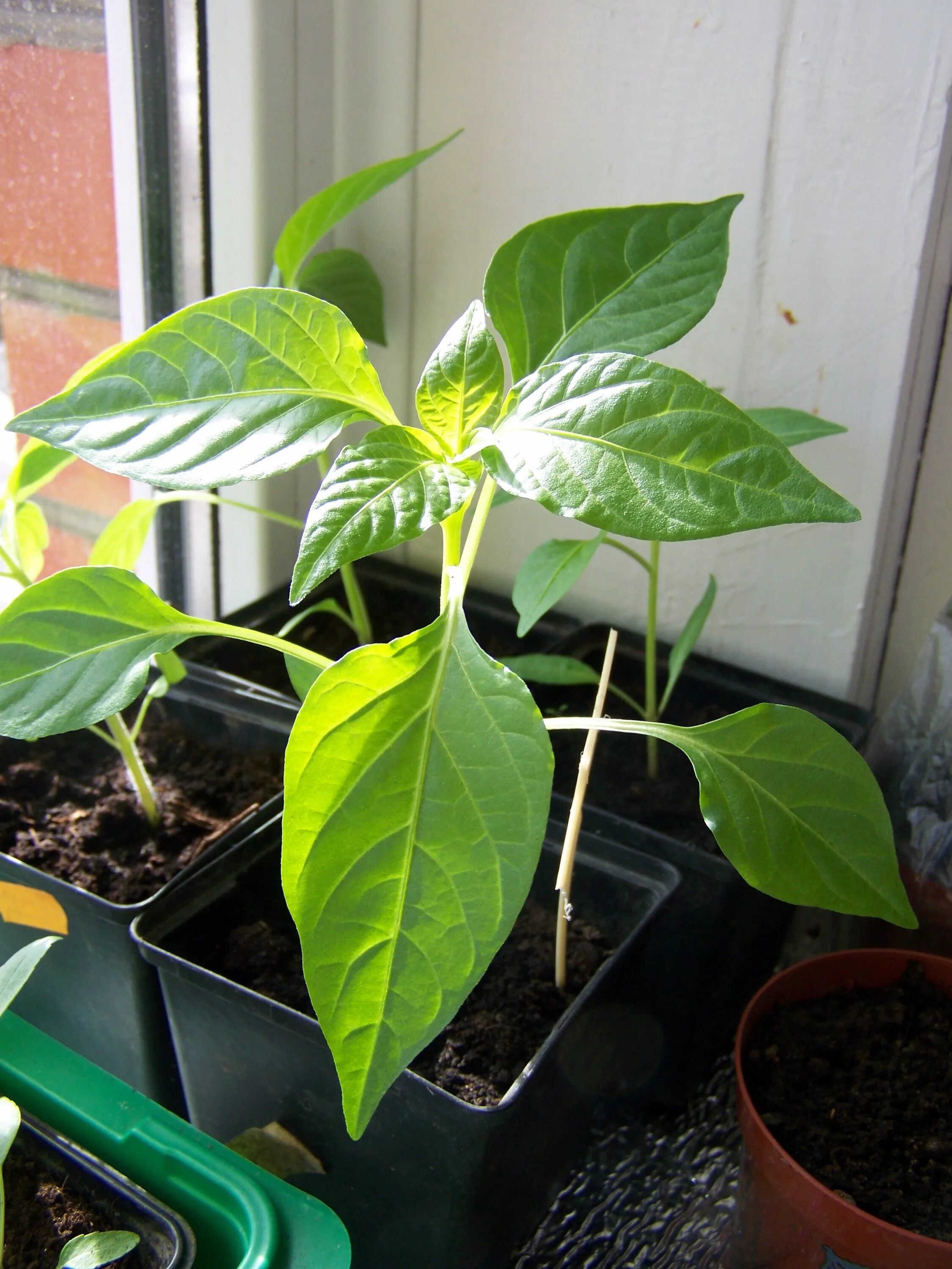 перец сладкий рассада. саженцы перцев. сеянцы перца болгарского. рассада горького перца. рассада болгарского перца.