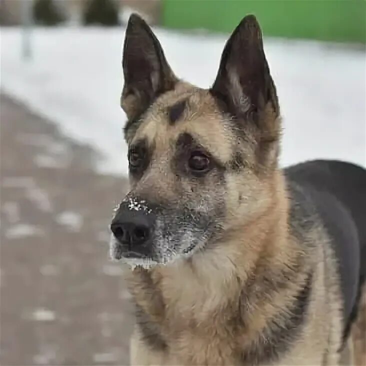 овчаркоманда спб