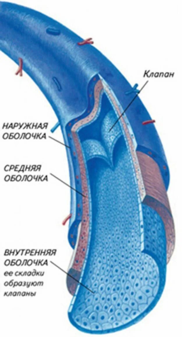 Строение вены рисунок