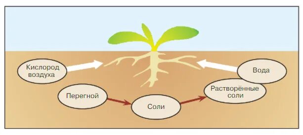 Что растения получают из почвы. Почва схема. Чтотпрлучают растения из почвы. Соли в почве рисунок. Кислород воздуха растворяется