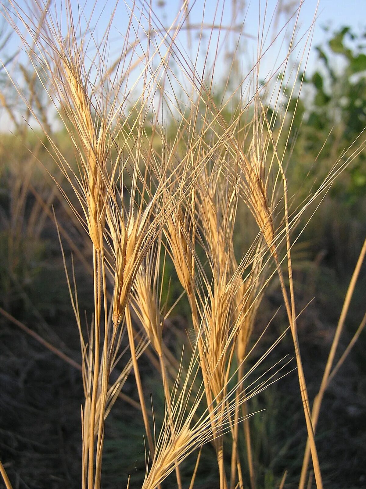 Дикая (Лесная) рожь (Secale Sylvestre). Secale vavilovii. Рожь (Secale). Secale segetale. Жито объяснение