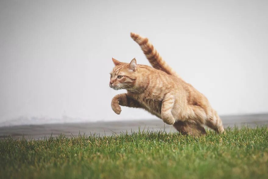 Кот бежит. Рыжий кот убегает. Коты бегут. Рыжий кот бежит. Быстро просто кошка