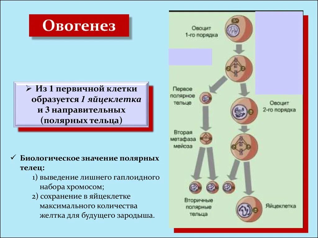 Созревание полярных телец. Направительные тельца это в биологии. Образуются Направительные клетки. Полярное тельце биология. Полярные тельца это в биологии.