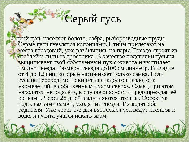 Факты о птице стриж. Научно познавательный рассказ о стрижах. Стрижи птицы доклад. Научно познавательный рассказ о стрижах. Доклад о стрижах.