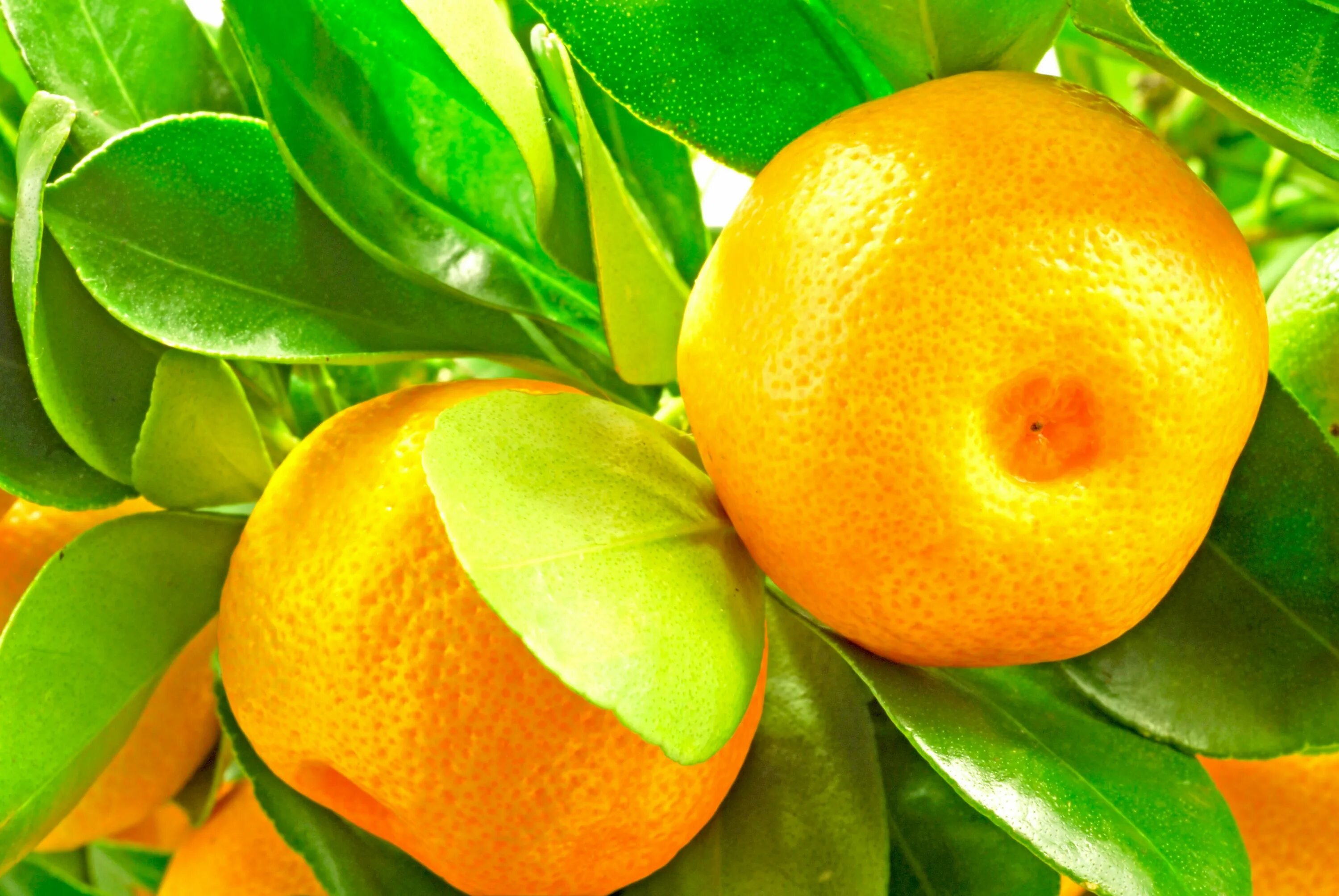 Цитрус мандарин +апельсин. Мандарин померанец. Цитрус мандарин ретикулата. Цитрус каламондин верагатум. Мандарин х