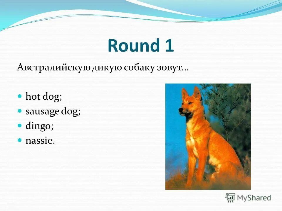 Тест по литературе 6 класс собака динго. Мою собаку зовут. как в английском подзывают собак. дикая собака динго по английскому.