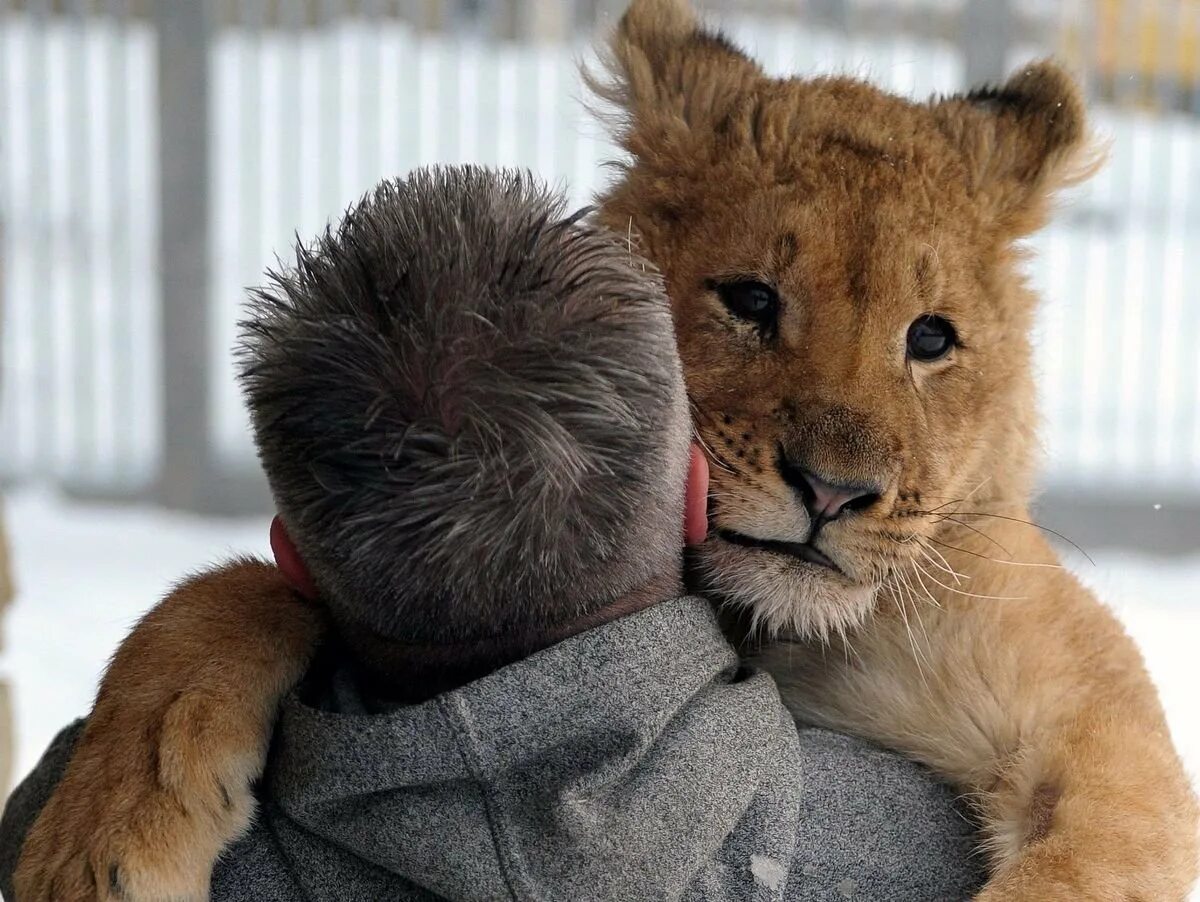 Цитаты про львов. Дружба человека и львов. Лев интересный. Лев верный человеку. Лев цитаты.