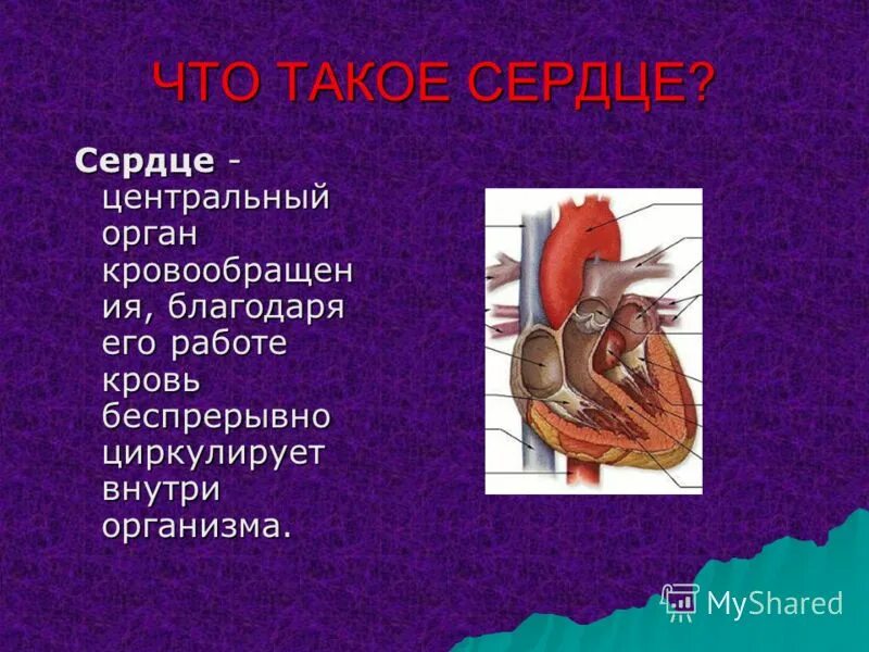 строение органов кровообращения. сердце основной орган системы. система органов человека сердце. строение органов кровообращения. рассказать про сердце.