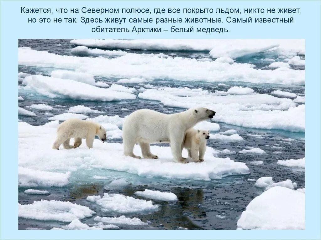Северный полюс сообщение 4 класс. Животные севера. арктика презентация. где живут белые медведи. белый медведь северный полюс.