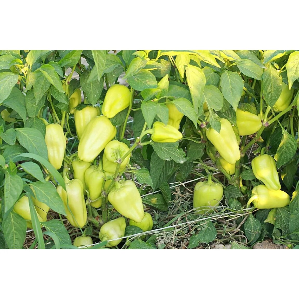 Перец лотта f1. Перец сладкий лотта f1 описание. Перец магретта f1. Перец сладкий лотта f1. Перец сладкий лотта f1.