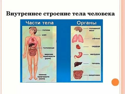 Перечисли все органы