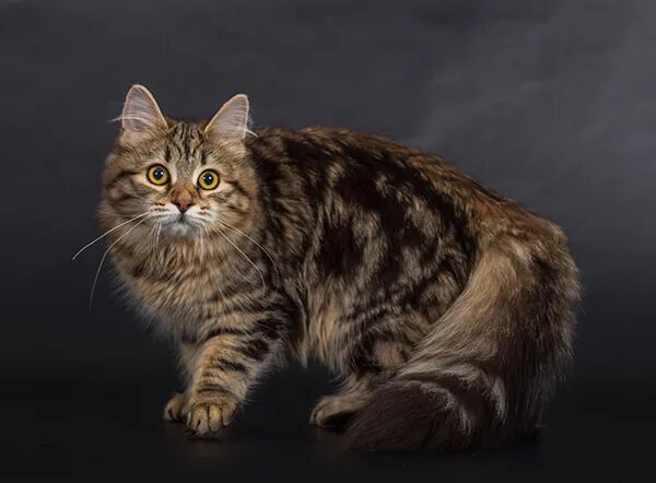 Ветерок Сиберия Сибирская кошка. Сибирская кошка n22. Окрас кошек n22.