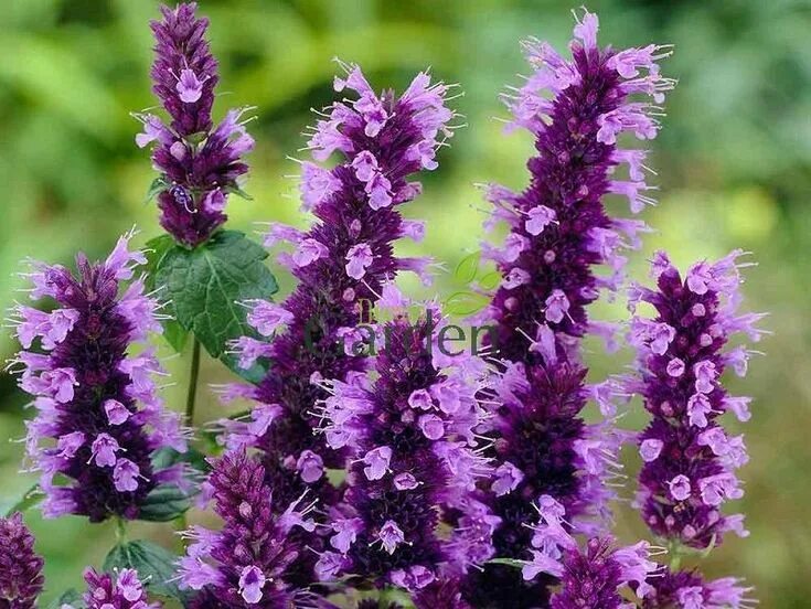 Многоколосник анисовый (лофант). Лофант тибетский анисовый. Лофант анисовый куст. Лофант тибетский (мята корейская). Лофант анисовый.