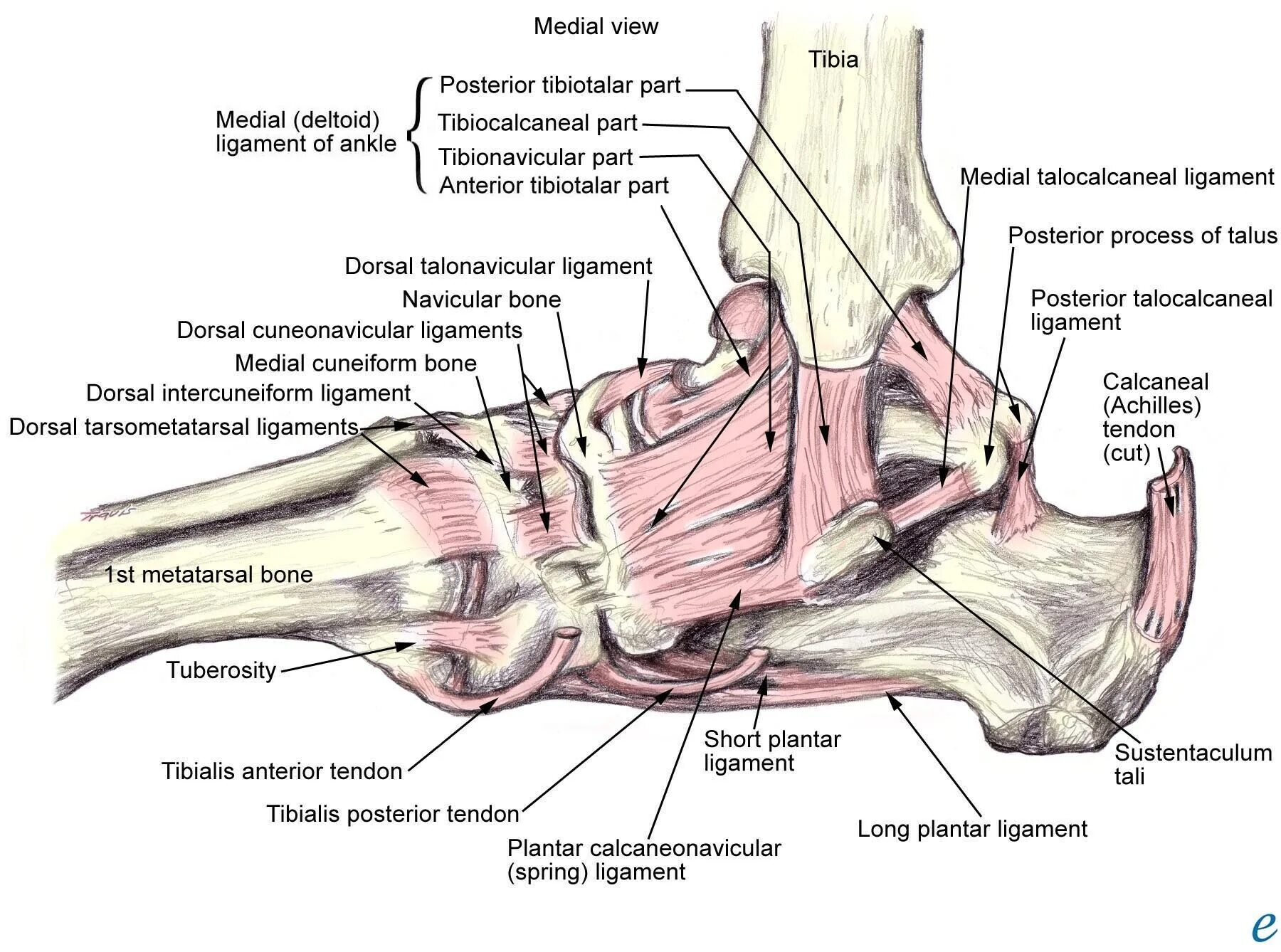 Связочный аппарат стопы. Связочный аппарат голеностопного сустава. Голеностопный сустав анатомия строение связки. Связки и сухожилия голеностопного сустава анатомия. Связочный аппарат голеностопного сустава анатомия.