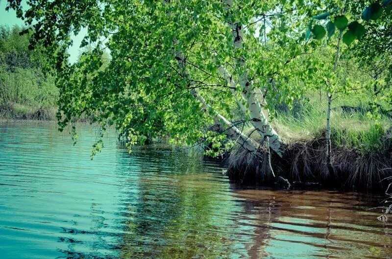 Березки на берегу реки. Березы на берегу. Березы у воды. Березка склонилась у реки. Березовая лодка