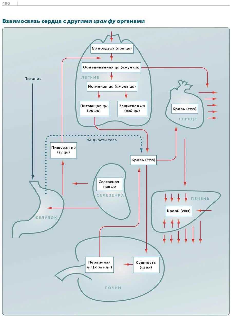 Китайская медицина органы. Органы Цзан и фу. Органы в китайской медицине. Китайская медицина органы схема.