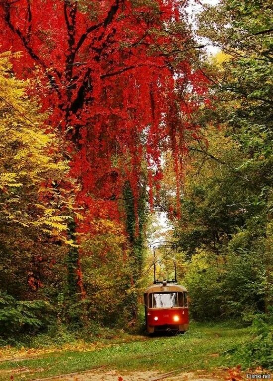 Осень остановись. Осенний трамвай. Трамвай осенью. Трамвай осень. Трамвай в лесу.
