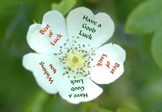 Lucky them. Good luck have fun магазин. Have better luck. Have a good luck. Good with the new job.