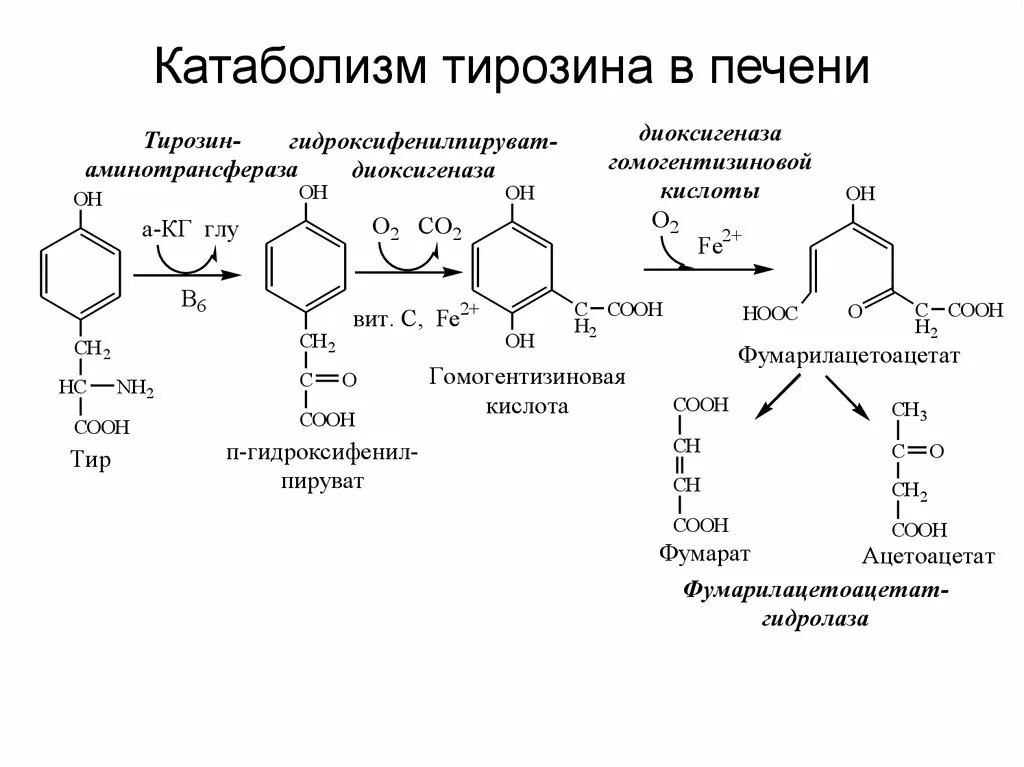 Превращение тирозина в печени. Катаболизм фенилаланина и тирозина в печени. Альтернативный путь катаболизма тирозина. Обмен фенилаланина и тирозина в печени.