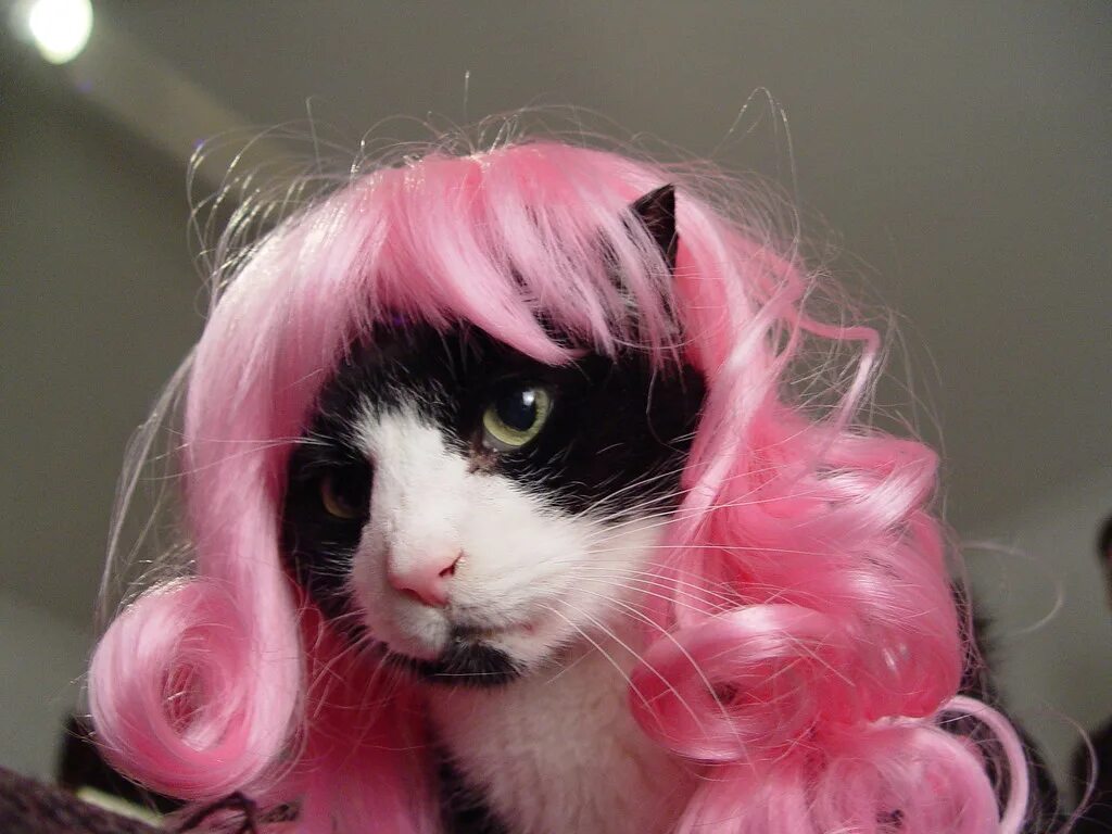 Розовая кошка. Розовый котик. Кошка с розовыми волосами. Черно розовую кошку