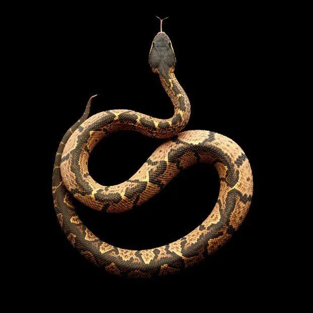Woman Loses Appetite After Finding Snake's Head In Can Of Green Beans HuffPost W