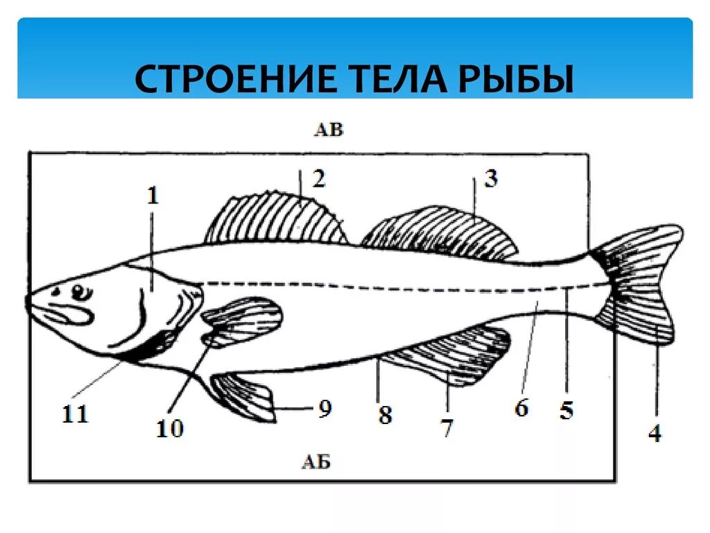 Главные признаки рыб схематический рисунок. Строение частей тела рыбы Судак. Назовите строение частей тела рыбы Судак. Внешнее строение рыбы Судак. Строение частей рыбы Судак.