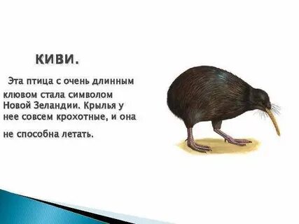 Киви род