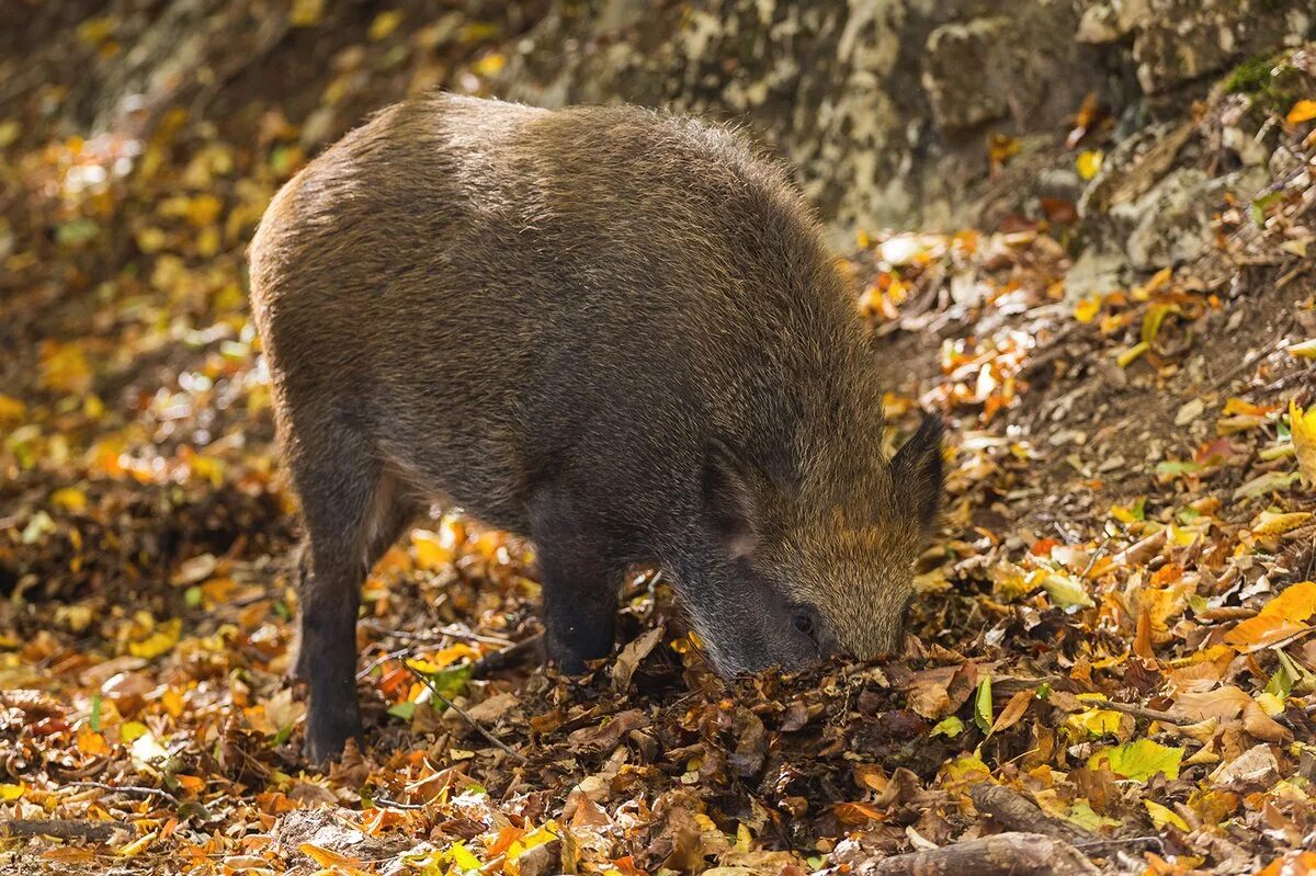 кабан и желуди