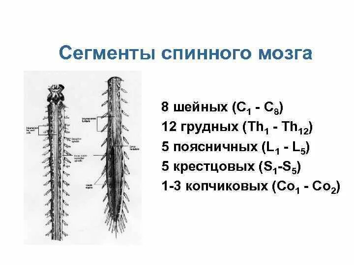 В шейном отделе спинного мозга сегментов. Сегментарное строение спинного мозга. Топография сегментов спинного мозга. Отделы и сегменты спинного мозга таблица. Строение поясничного сегмента спинного мозга.