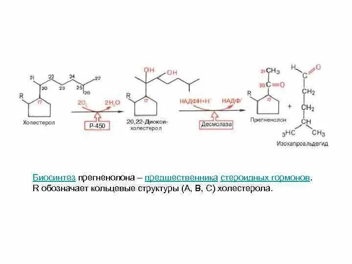 Тирозин аминокислота формула. Предшественник стероидных гормонов. Механизм действия эйкозаноидов осуществляется через. Предшественником гормонов является. Половые стероидные гормоны.