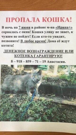 Потерялся котенок как найти на улице