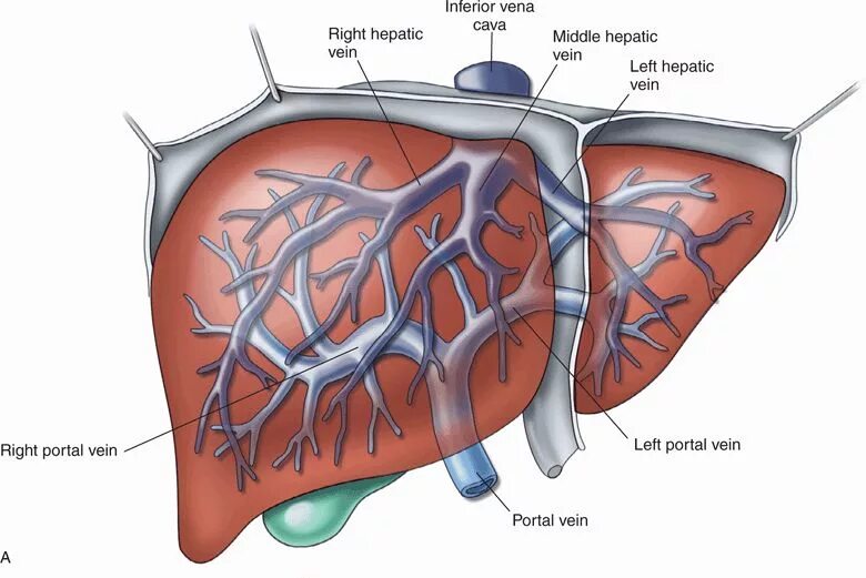 Печеночные вены анатомия. Печеночная Вена анатомия. Анатомия воротной вены в печени. Венозная система печени анатомия. Тромбоз вены печени
