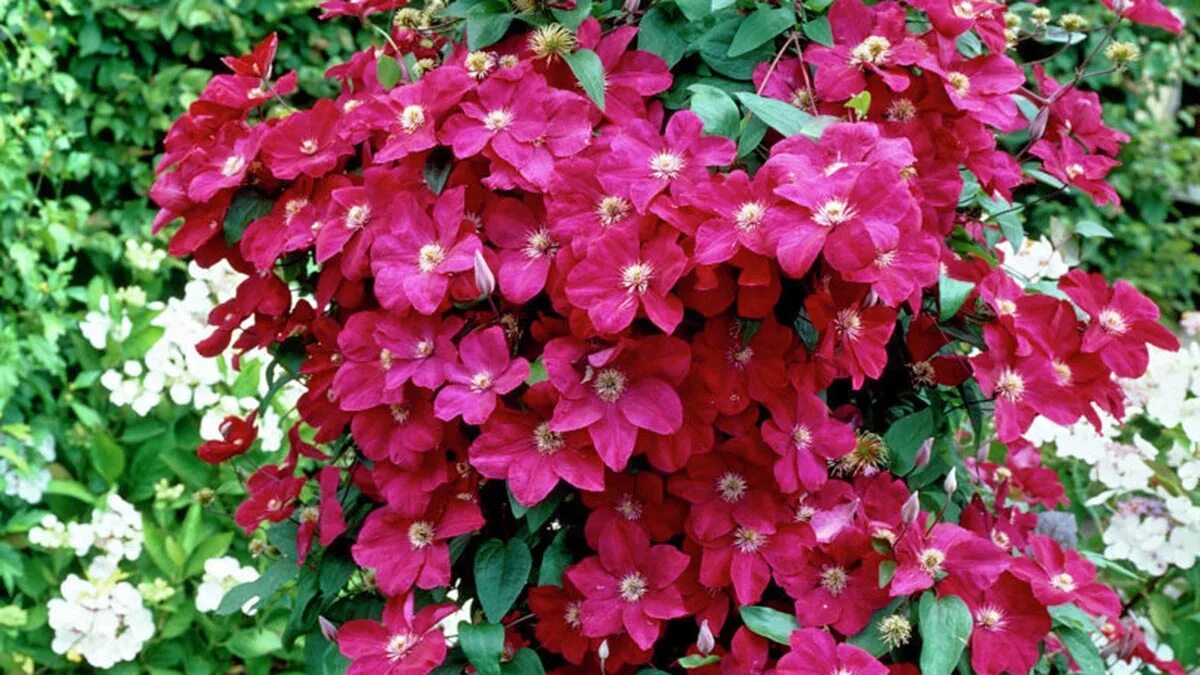 Клематис ernest. Клематис (clematis kohana. клематис эрнест маркхам в ландшафтном дизайне. клематис кохана фото. эрнеста цветок.