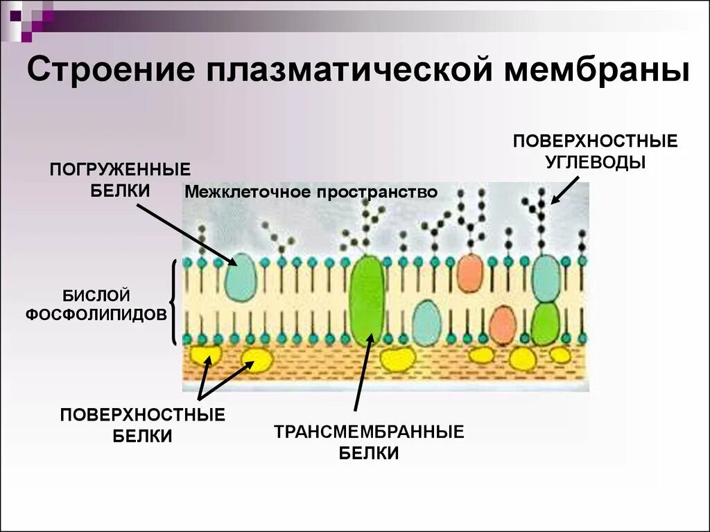 Строение и функции плазматической. Схема строения плазматической мембраны. Схема строения плазматической мембраны клетки. Схема строения мембраны животной клетки. Схема строения клеточной мембраны.