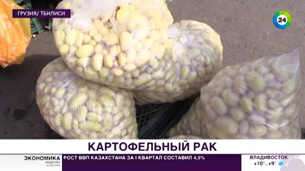 Рак картофеля как выглядит Рак картофеля: фото