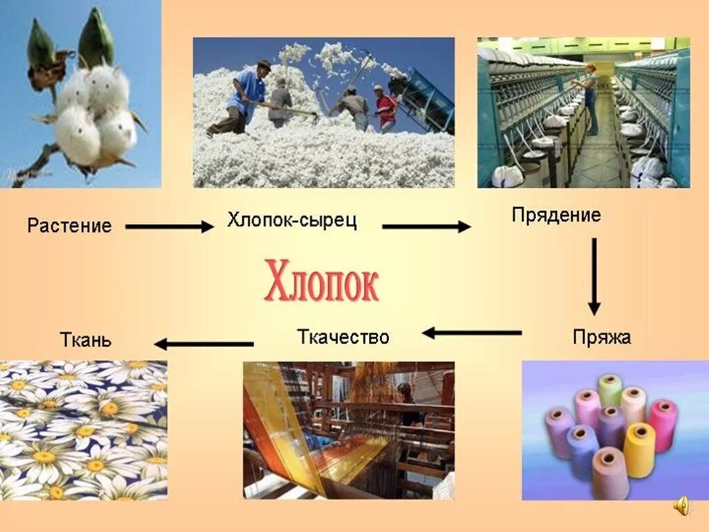 Процесс получения хлопковой ткани. Хлопок как делают ткань. Производство ткани из хлопка. Сырье для производства хлопка. Приводит хлопок