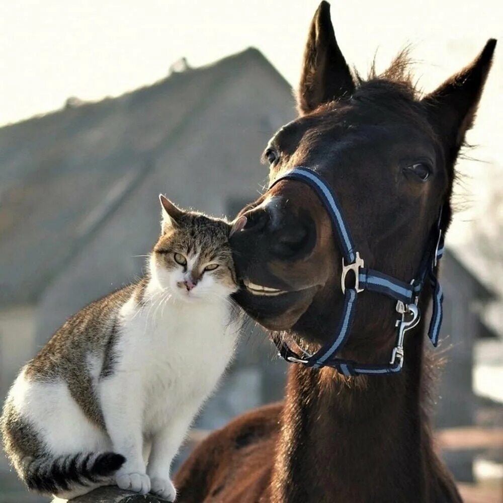 Кот на лошади. Дружба кошки и лошади. Лошадь дружит с кошкой. Любовь лошадей.
