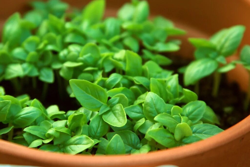 Базилик всходы. Сеем базилик. Когда сеять базилик на рассаду в 2024. Сеем базилик. Ранняя рассада.