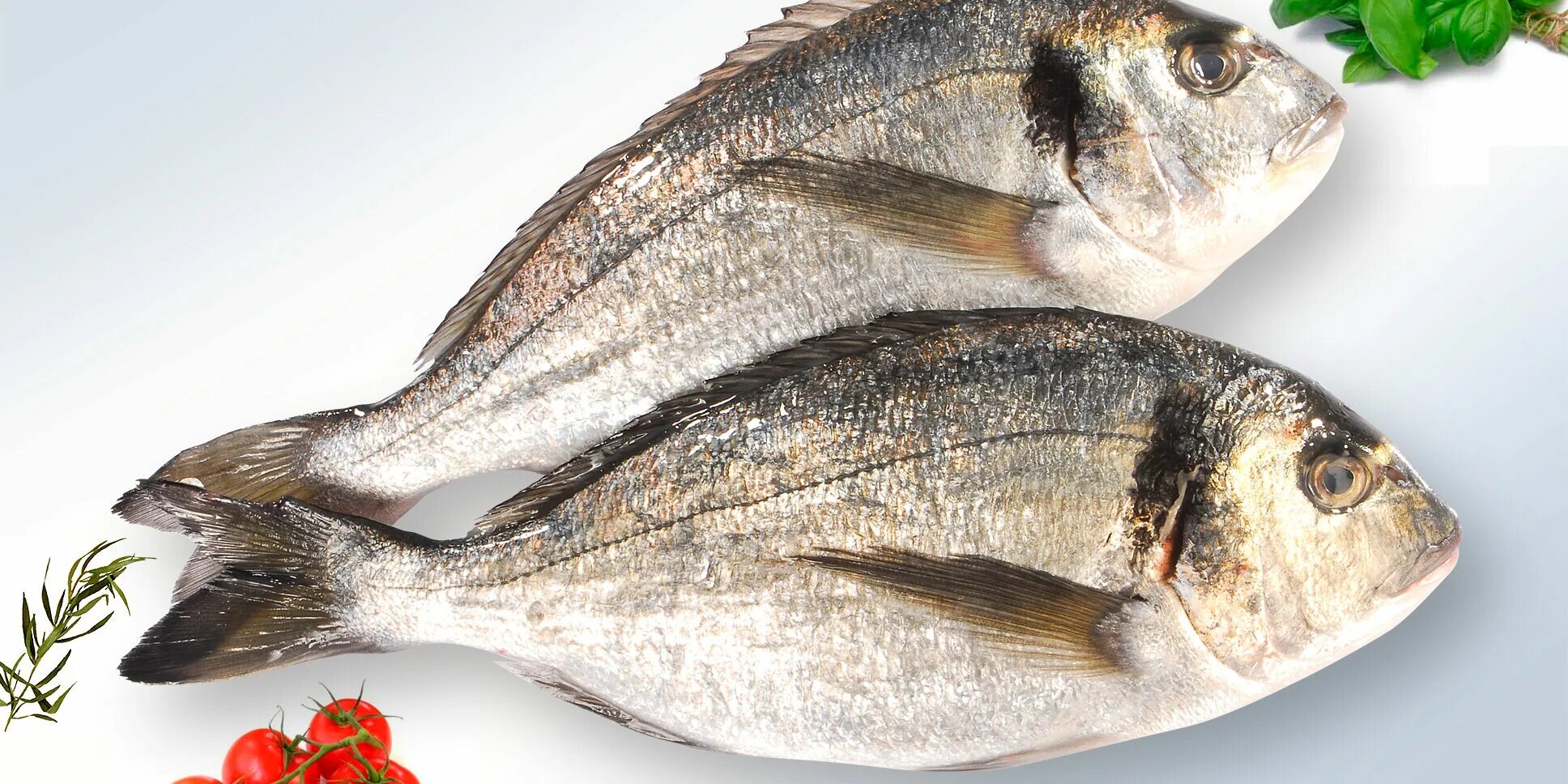 рыба фон. атлантическая треска. арабский ангел рыба. цитрон рыбка аквариумная. желтохвостый луциан.