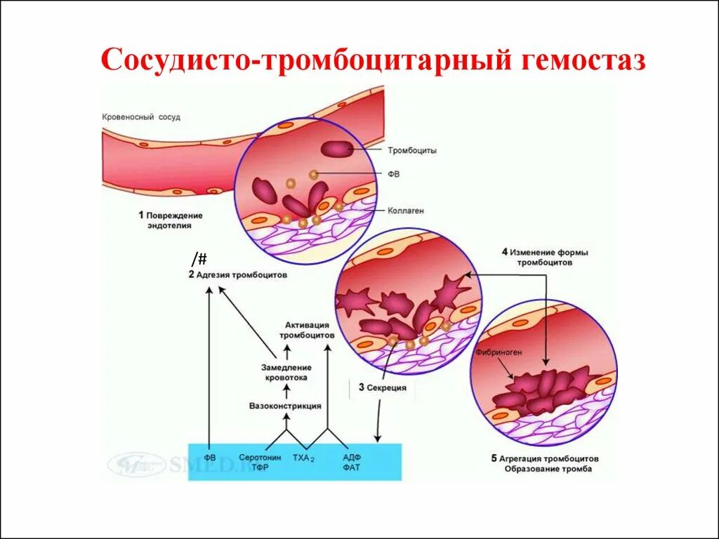 Тромбоцитарный механизм гемостаза. Сосудисто тромбоцитарный механизм свертывания крови. Сосудисто тромбоцитарный механизм свертывания. Тромбоциты механизм свертывания крови. Механизмы тромбов