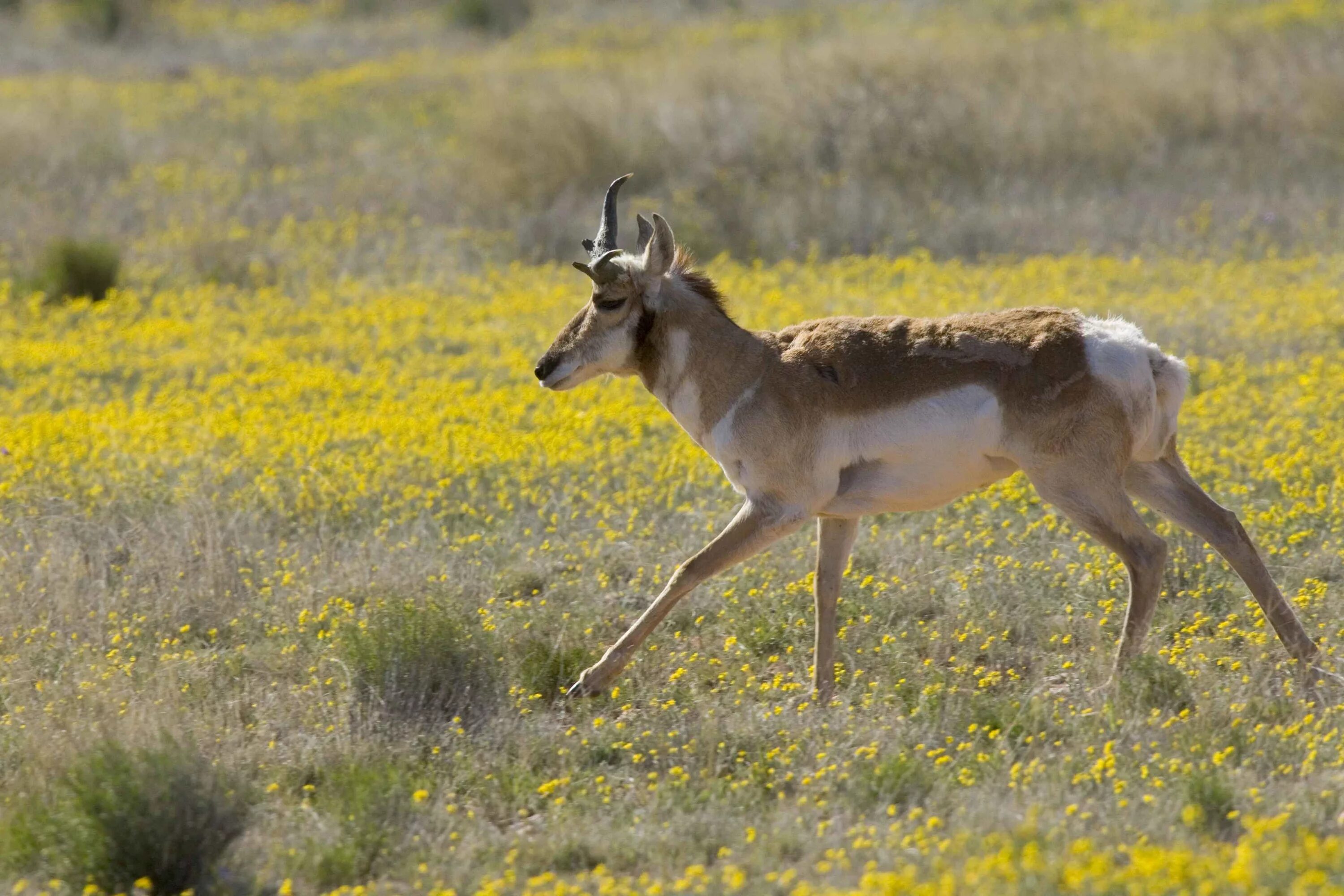 Us wildlife. Антилопа вилорог. Пронгхорн антилопа. Антилопа вилорог Северная Америка. Антилопа вилорог бежит.