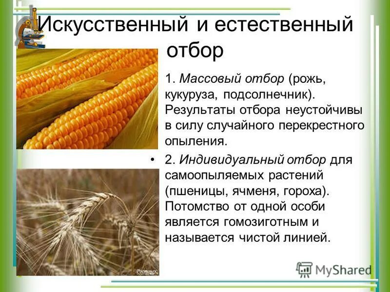 перекрестная аллергия цитрусовые. перекрестная аллергия на злаковые. кукуруза аллерген или нет. кукуруза аллерген или нет. как понять аллергия или простуда.