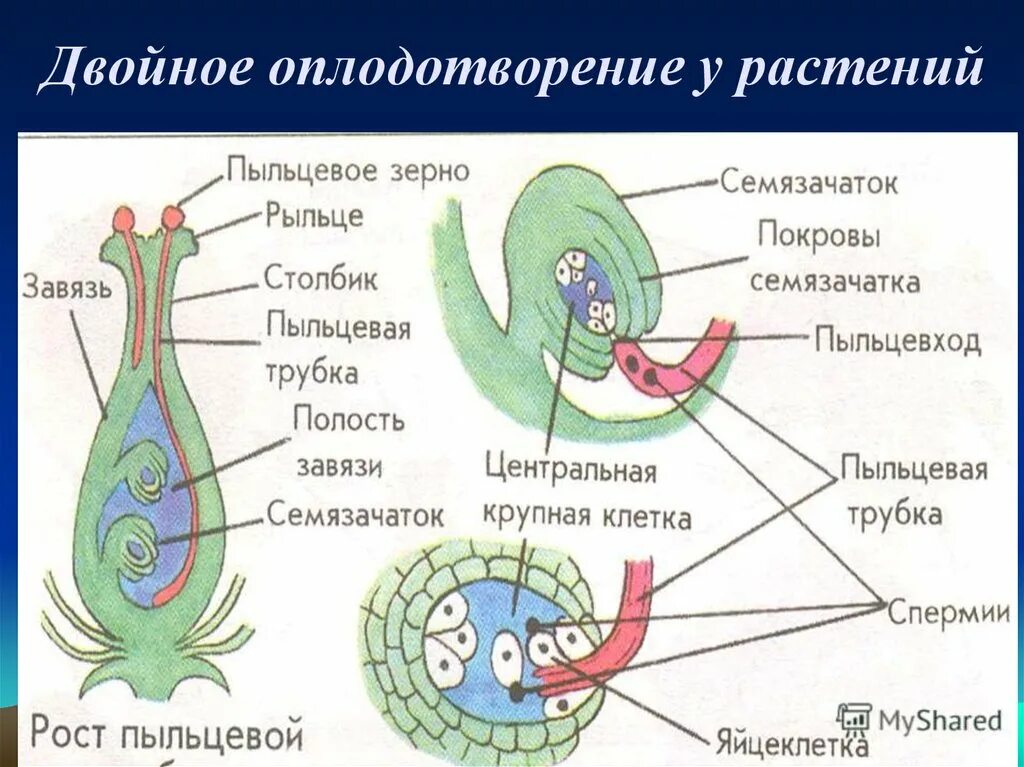 Описание двойного оплодотворения. Схема двойного оплодотворения у цветковых растений. Двойное оплодотворение 6 класс биология. Этапы двойного оплодотворения схема. Оплодотворение покрытосеменных растений схема.