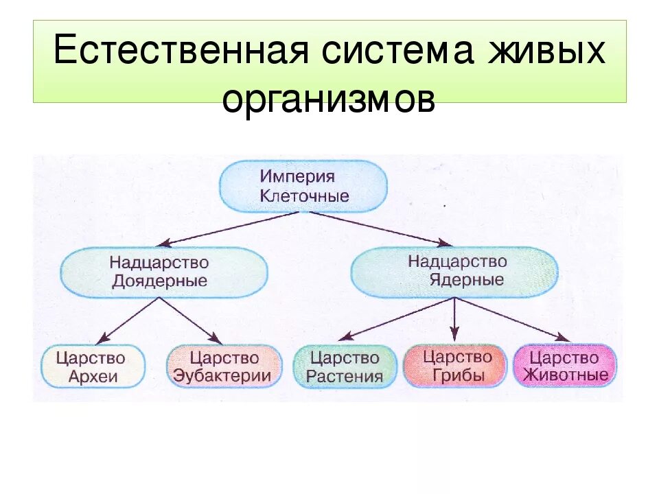 Что является органическими миром. Система живых организмов. Система классификации живых организмов. Естественная система классификации живых организмов это. Классификация живых организмов схема.