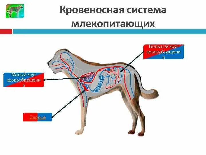 Характерные особенности органов кровообращения млекопитающих. Кровеносная система млекопитающих 7 класс. Кровеносная система млекопитающих 7 класс биология. Схема кровеносной системы млекопитающих 7 класс. Кровеносная система млекопитающих схема биология 7.